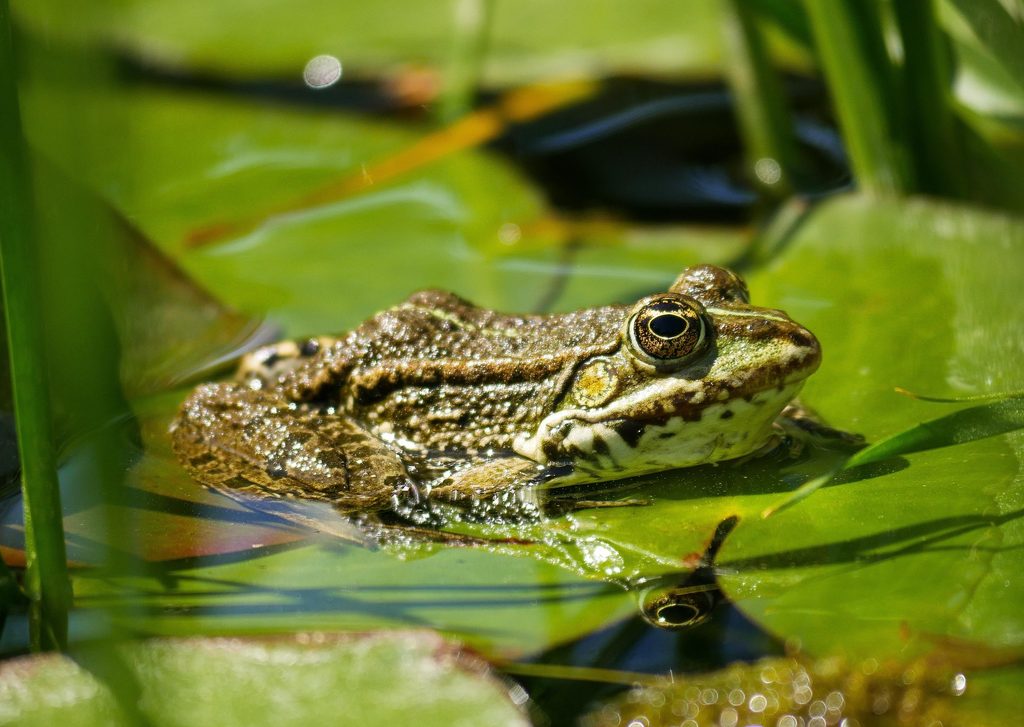 screaming frog